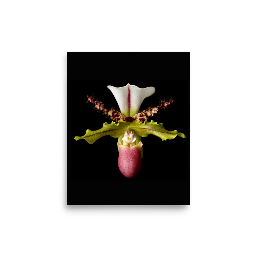 enhanced-matte-paper-poster-(in)-8x10-front-6a8072ff11674.jpg