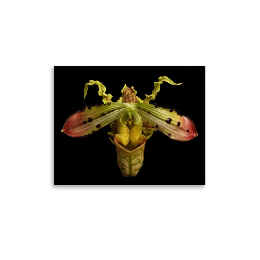 enhanced-matte-paper-poster-(in)-11x14-front-6a8078c98d471.jpg