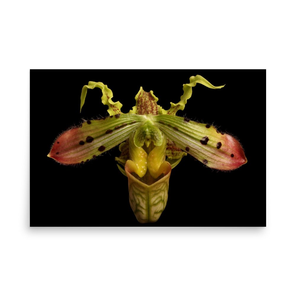 enhanced-matte-paper-poster-(in)-24x36-front-6a8078c98d4f8.jpg