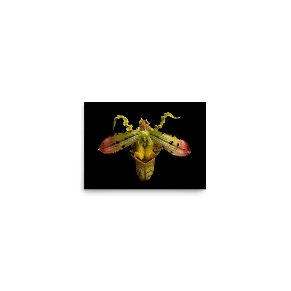 enhanced-matte-paper-poster-(in)-5x7-front-6a8078c98d575.jpg