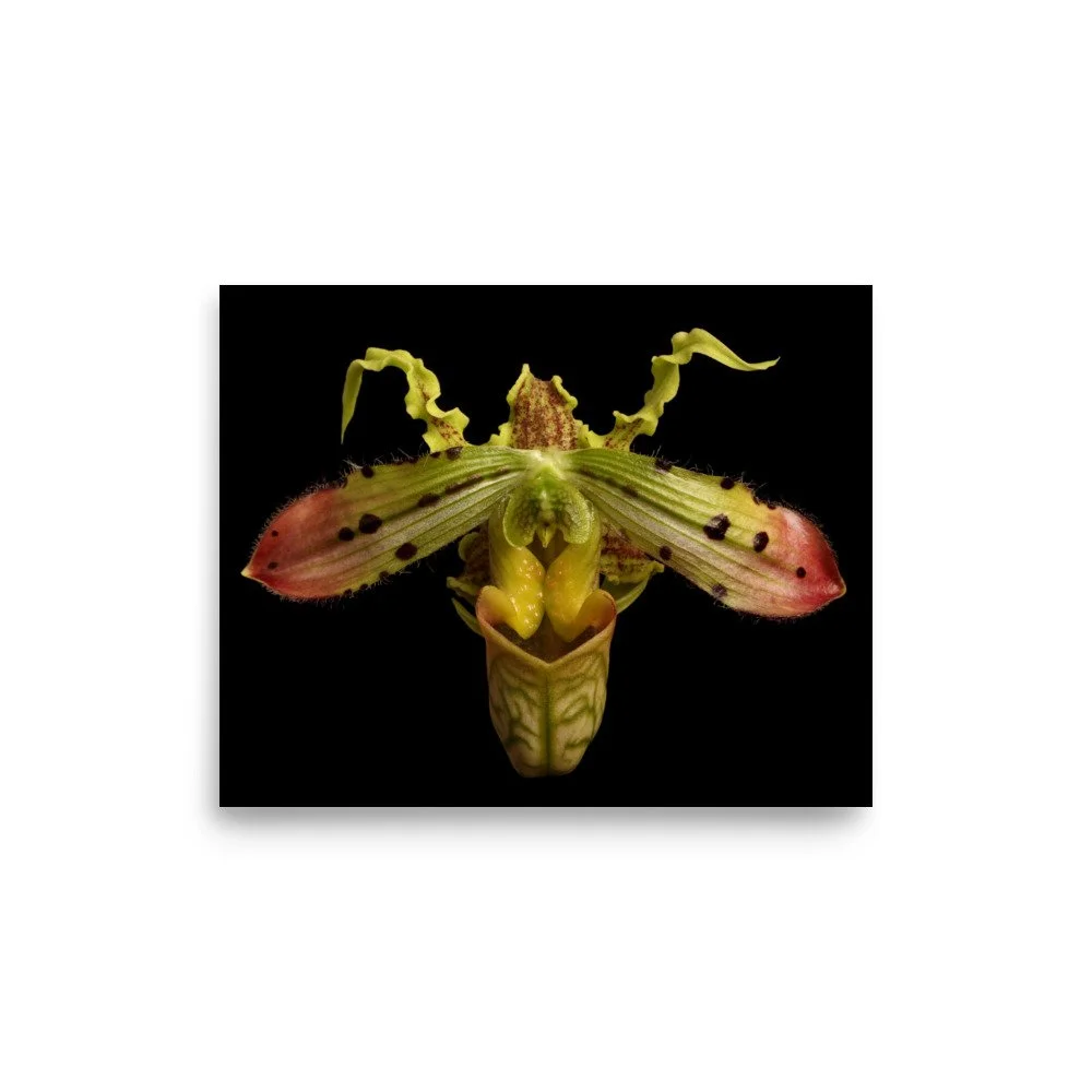 enhanced-matte-paper-poster-(in)-8x10-front-6a8078c98d5ad.jpg