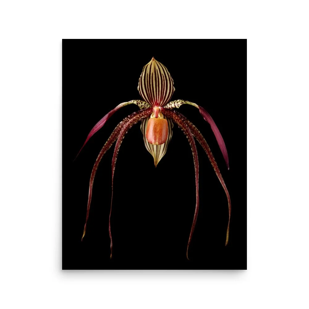 enhanced-matte-paper-poster-(in)-16x20-front-6a80932d0c3fe.jpg