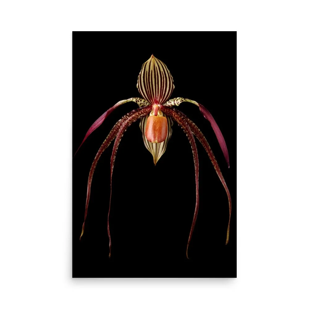 enhanced-matte-paper-poster-(in)-24x36-front-6a80932d0d043.jpg