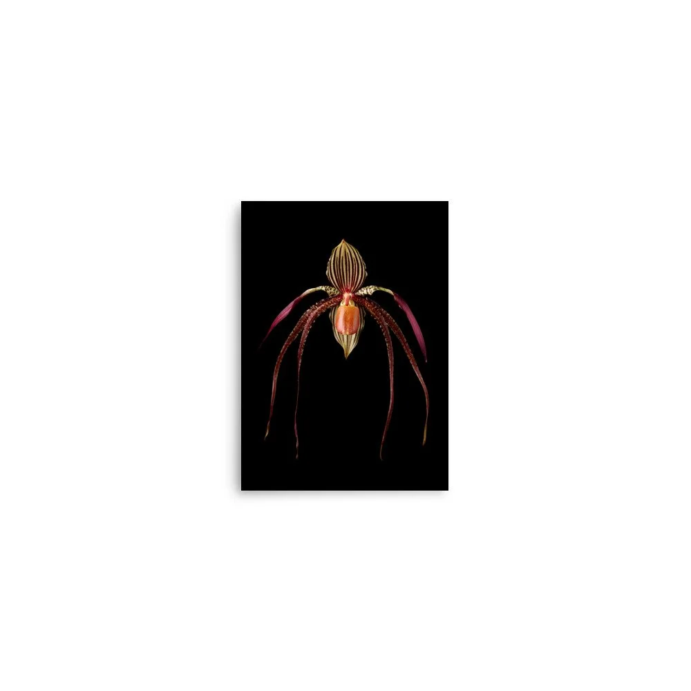 enhanced-matte-paper-poster-(in)-5x7-front-6a80932d0d0b5.jpg