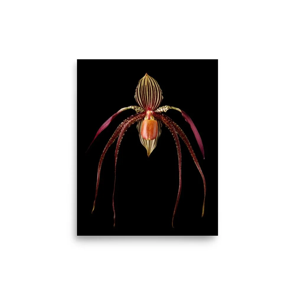 enhanced-matte-paper-poster-(in)-8x10-front-6a80932d0d0f6.jpg