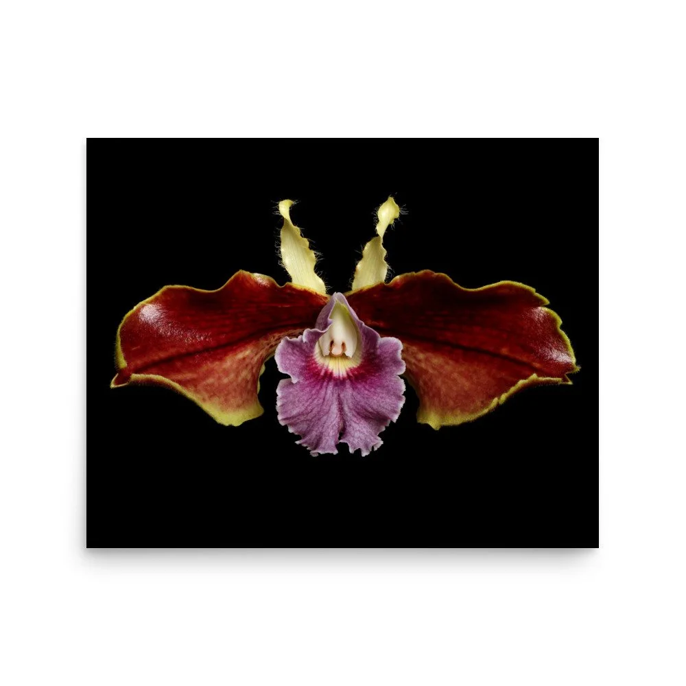 enhanced-matte-paper-poster-(in)-16x20-front-6a809b932afd7.jpg