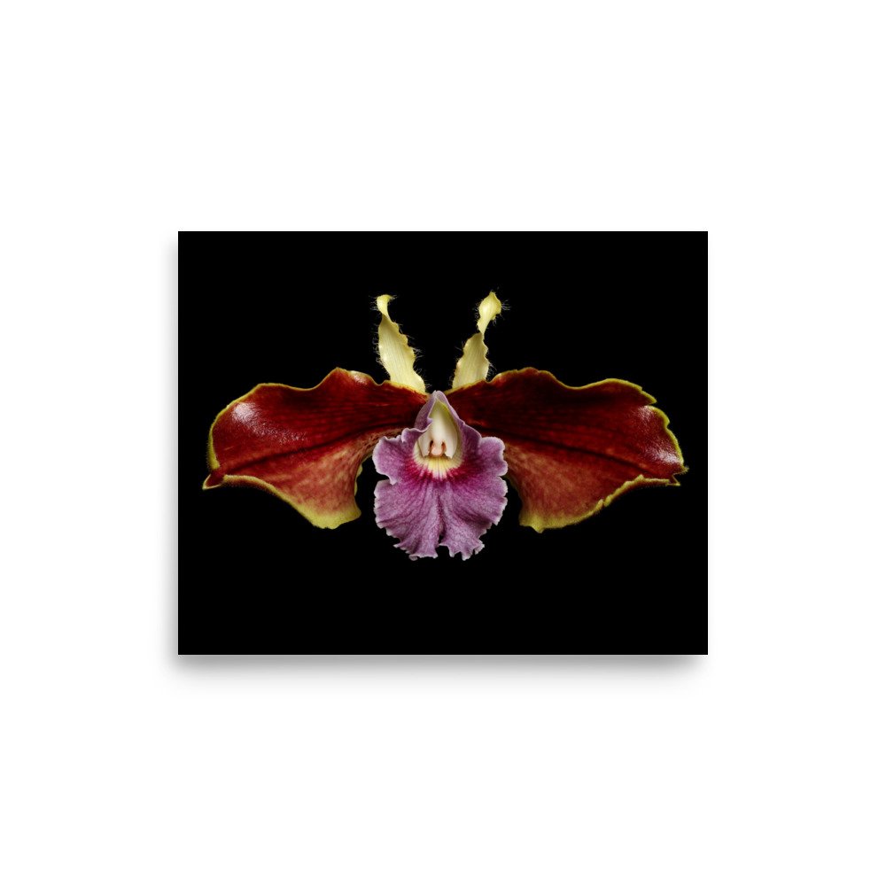 enhanced-matte-paper-poster-(in)-8x10-front-6a809b932bb9b.jpg