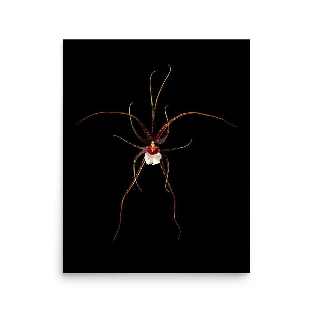 enhanced-matte-paper-poster-(in)-16x20-front-6a809fcfcc2e6.jpg