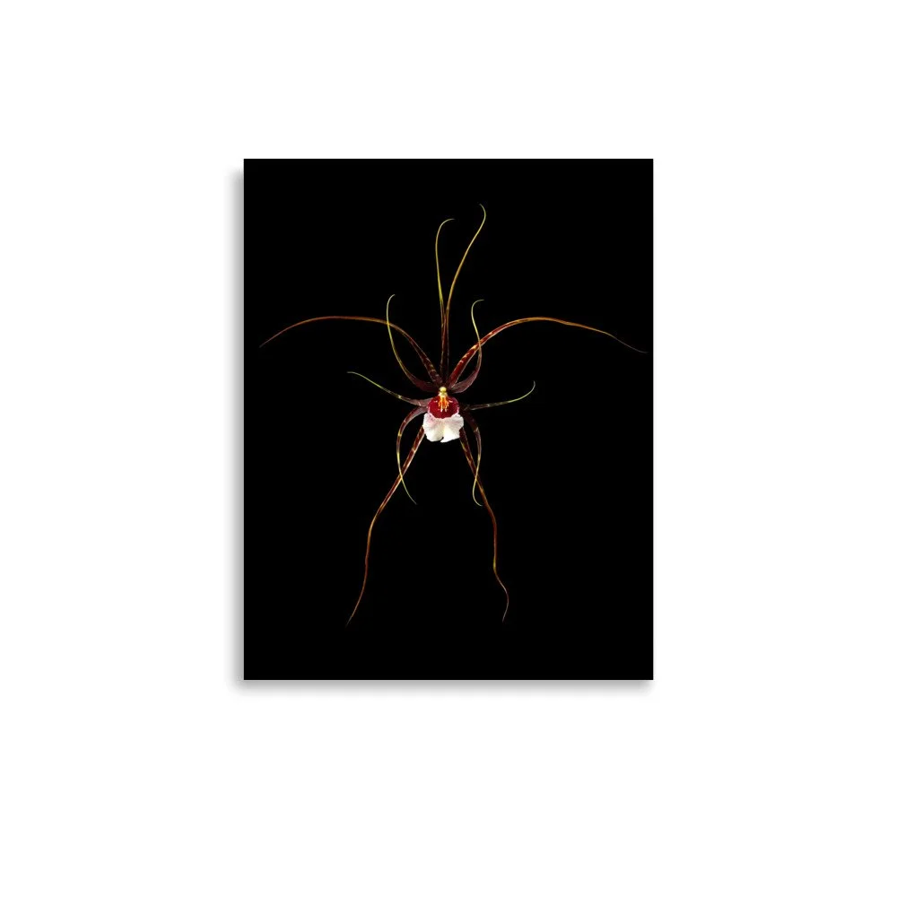 enhanced-matte-paper-poster-(in)-11x14-front-6a809fcfccc85.jpg