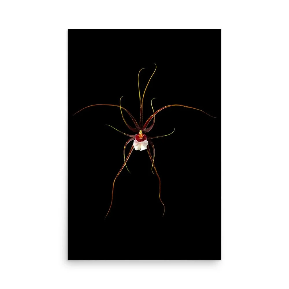 enhanced-matte-paper-poster-(in)-24x36-front-6a809fcfcccff.jpg