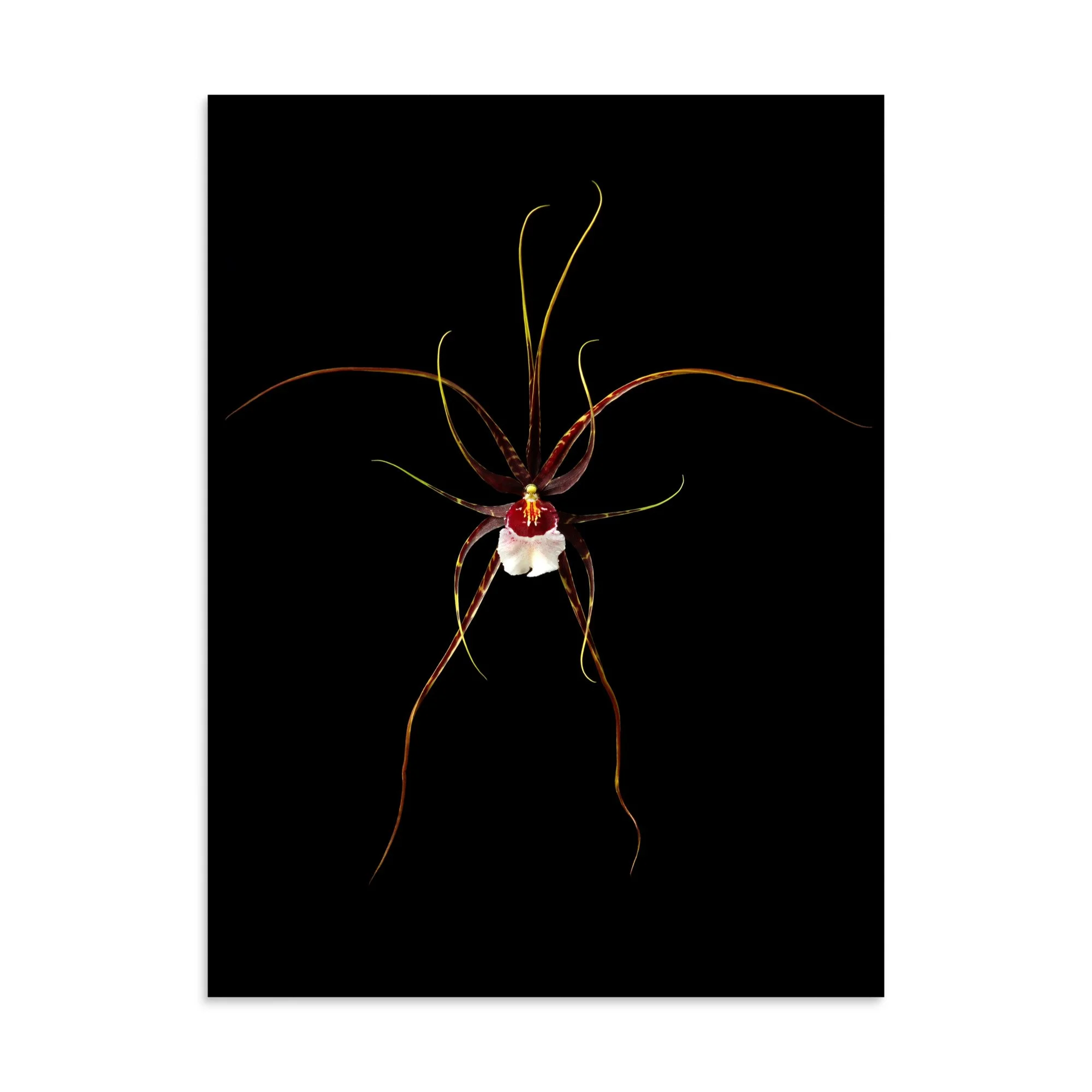 enhanced-matte-paper-poster-(in)-30x40-front-6a809fcfccd43.jpg