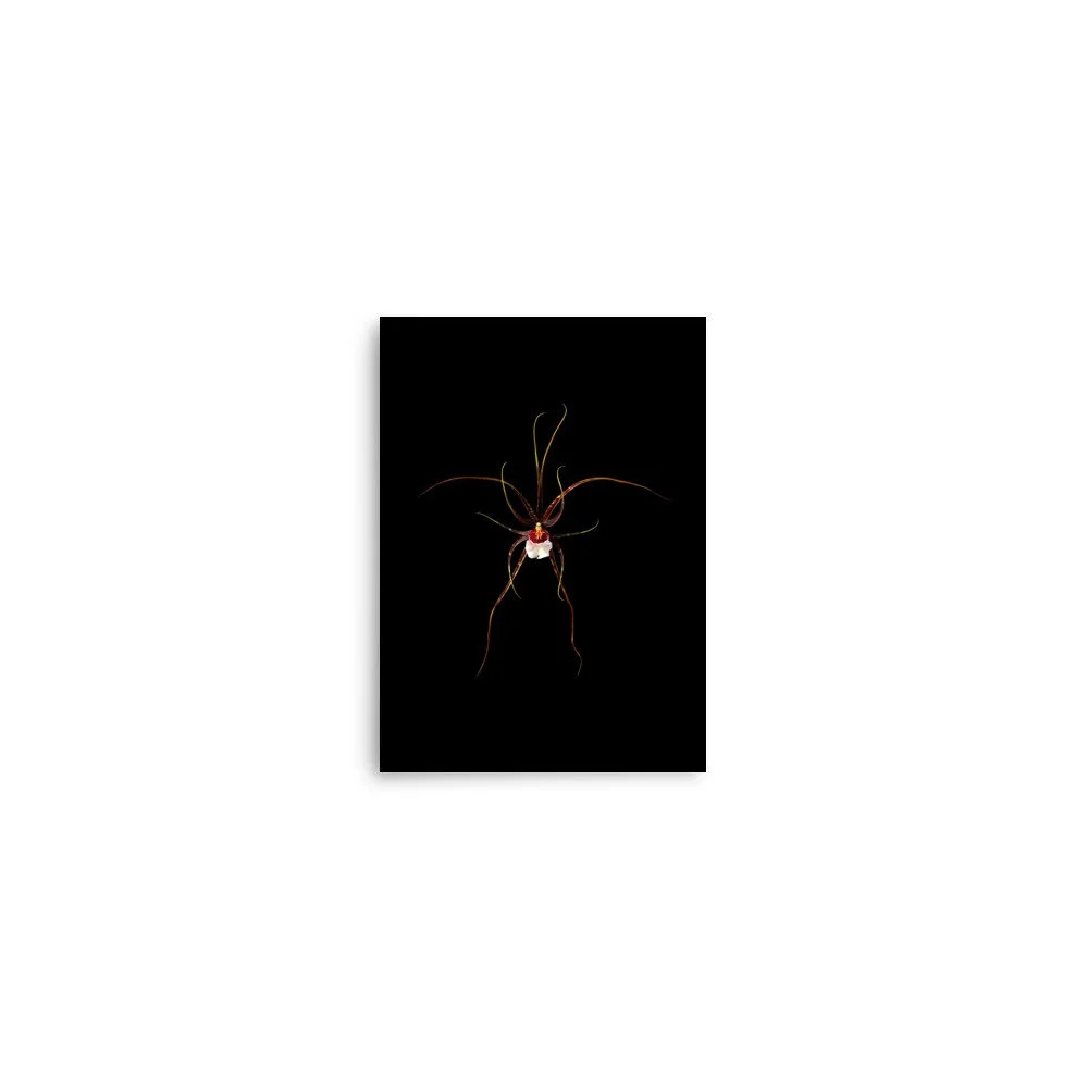 enhanced-matte-paper-poster-(in)-5x7-front-6a809fcfccd61.jpg