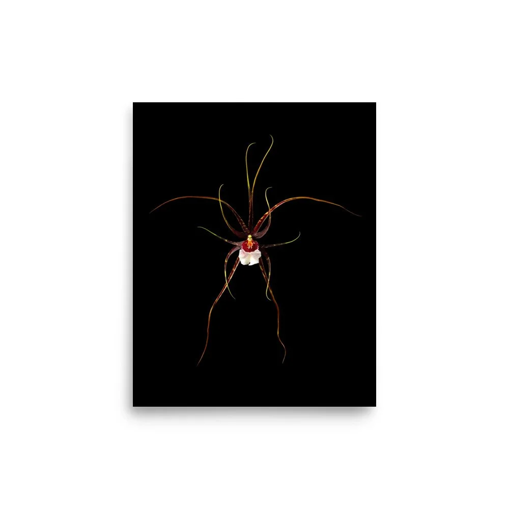 enhanced-matte-paper-poster-(in)-8x10-front-6a809fcfccd96.jpg