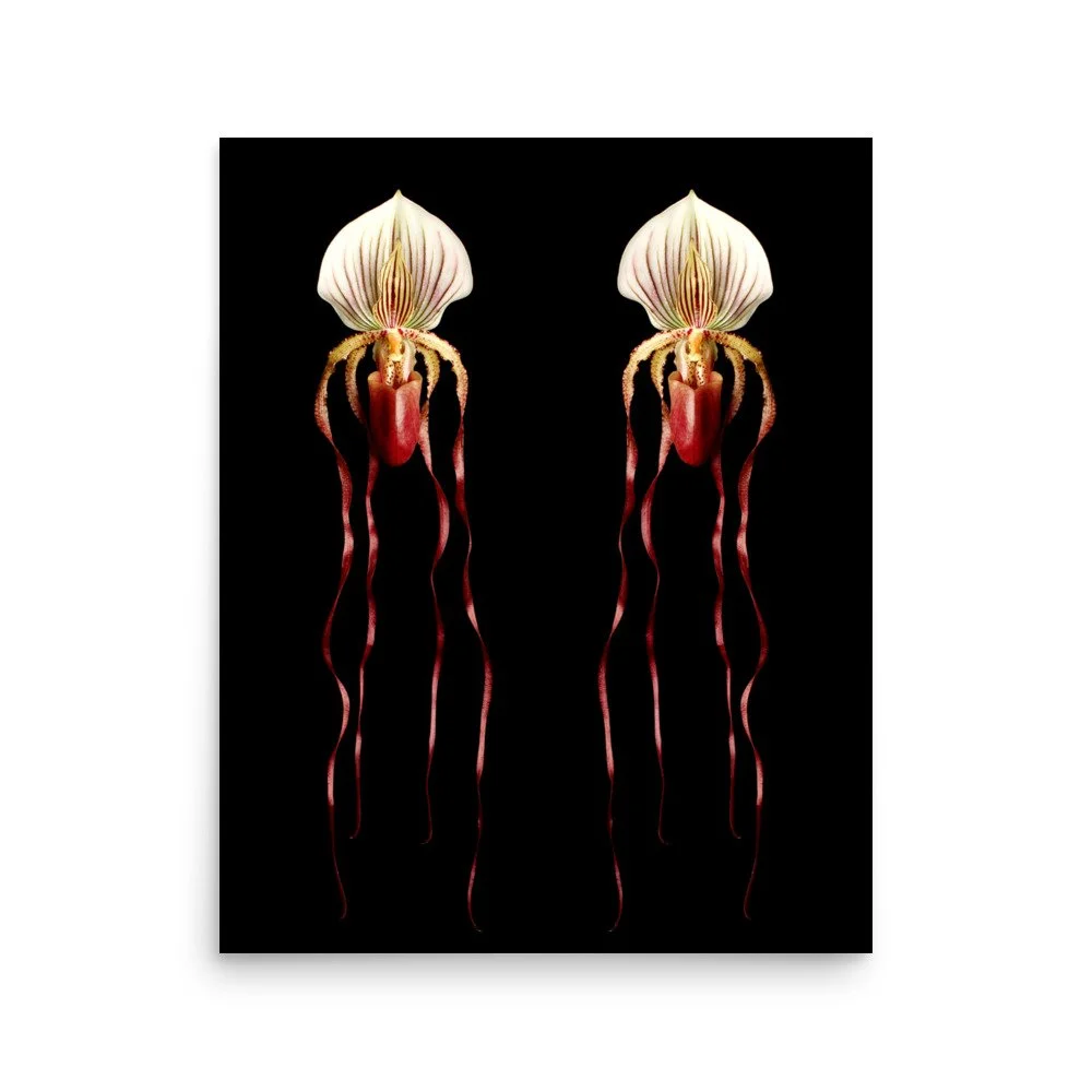 enhanced-matte-paper-poster-(in)-16x20-front-6a80ac4b7a56a.jpg
