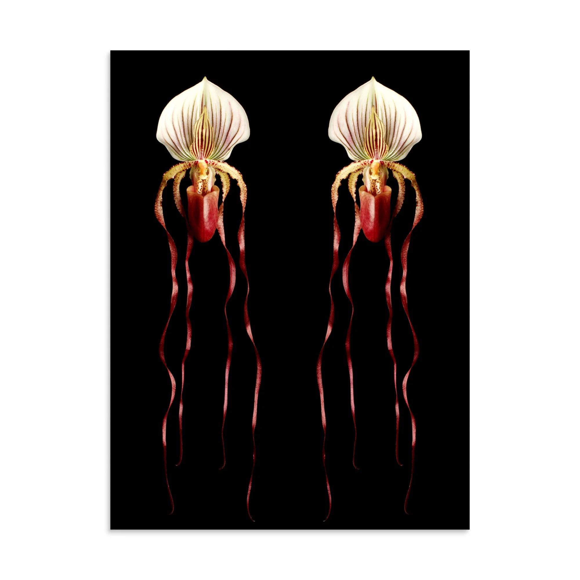 enhanced-matte-paper-poster-(in)-30x40-front-6a80ac4b7adef.jpg