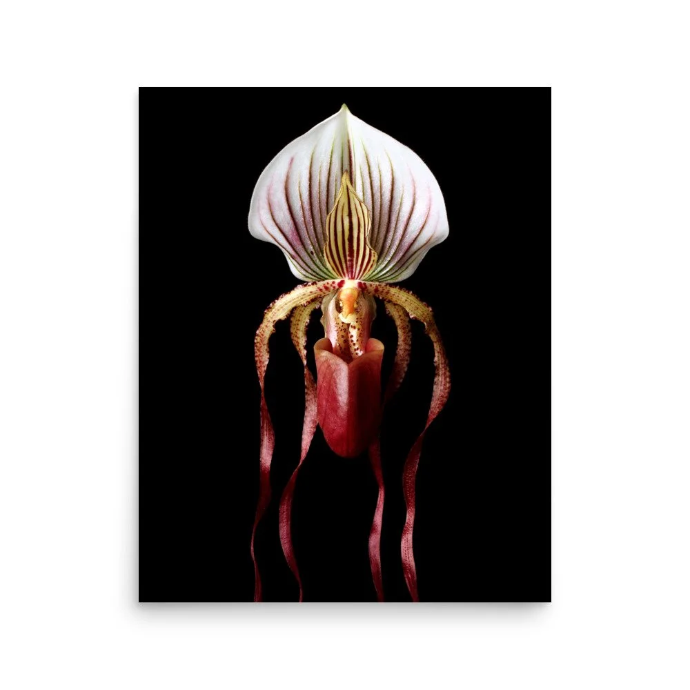 enhanced-matte-paper-poster-(in)-16x20-front-6a8135d1ee906.jpg