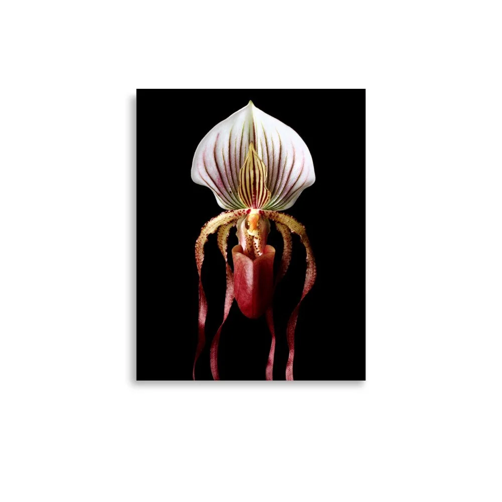 enhanced-matte-paper-poster-(in)-11x14-front-6a8135d1ef732.jpg