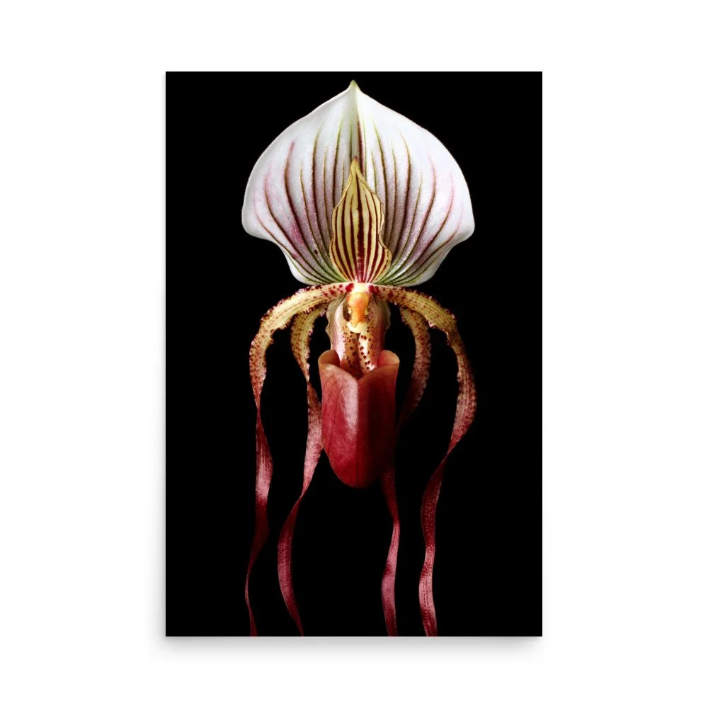 enhanced-matte-paper-poster-(in)-24x36-front-6a8135d1ef7e6.jpg