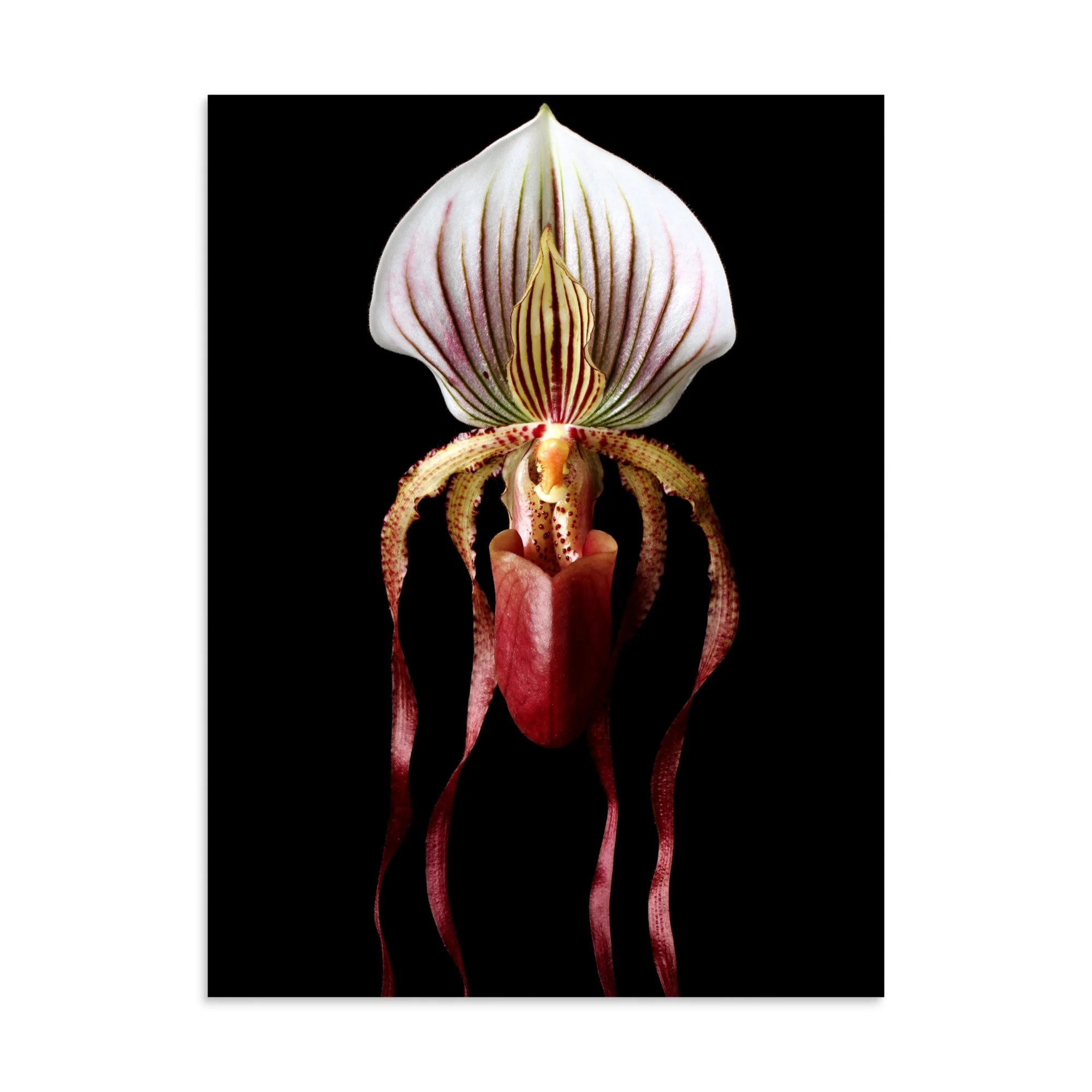 enhanced-matte-paper-poster-(in)-30x40-front-6a8135d1ef843.jpg