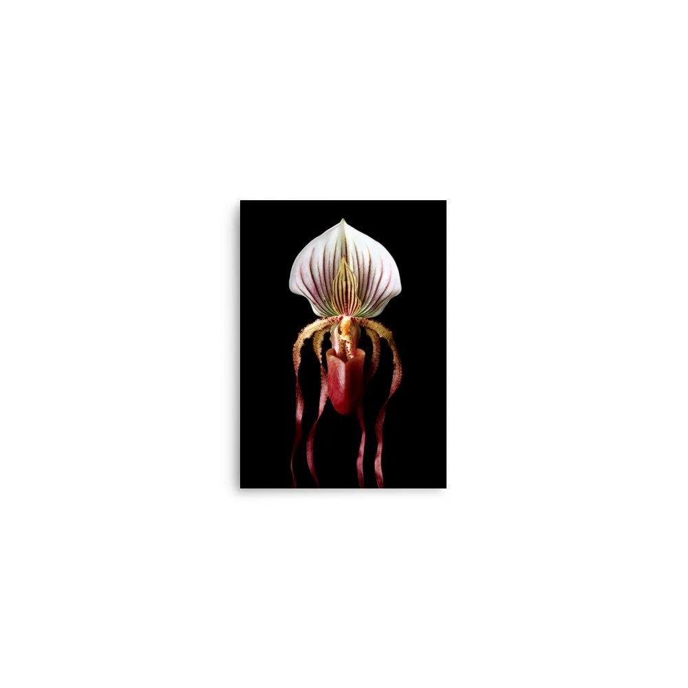 enhanced-matte-paper-poster-(in)-5x7-front-6a8135d1ef86b.jpg
