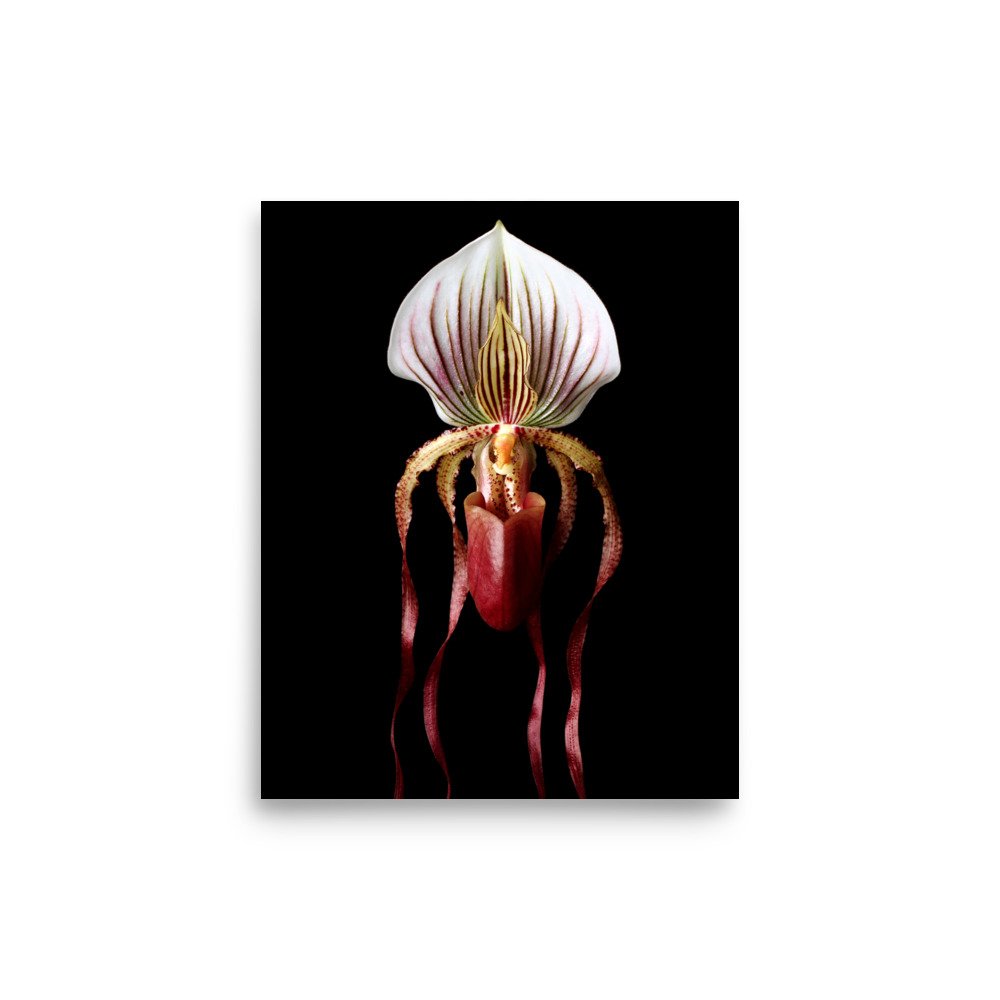 enhanced-matte-paper-poster-(in)-8x10-front-6a8135d1ef8b3.jpg