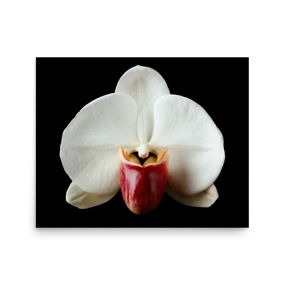 enhanced-matte-paper-poster-(in)-16x20-front-6a813b2f7ab23.jpg