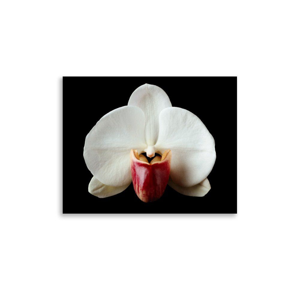 enhanced-matte-paper-poster-(in)-11x14-front-6a813b2f7b2c9.jpg