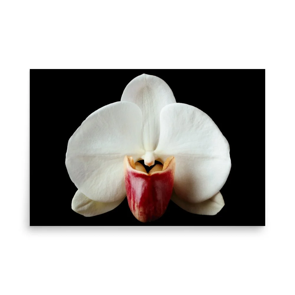enhanced-matte-paper-poster-(in)-24x36-front-6a813b2f7b340.jpg