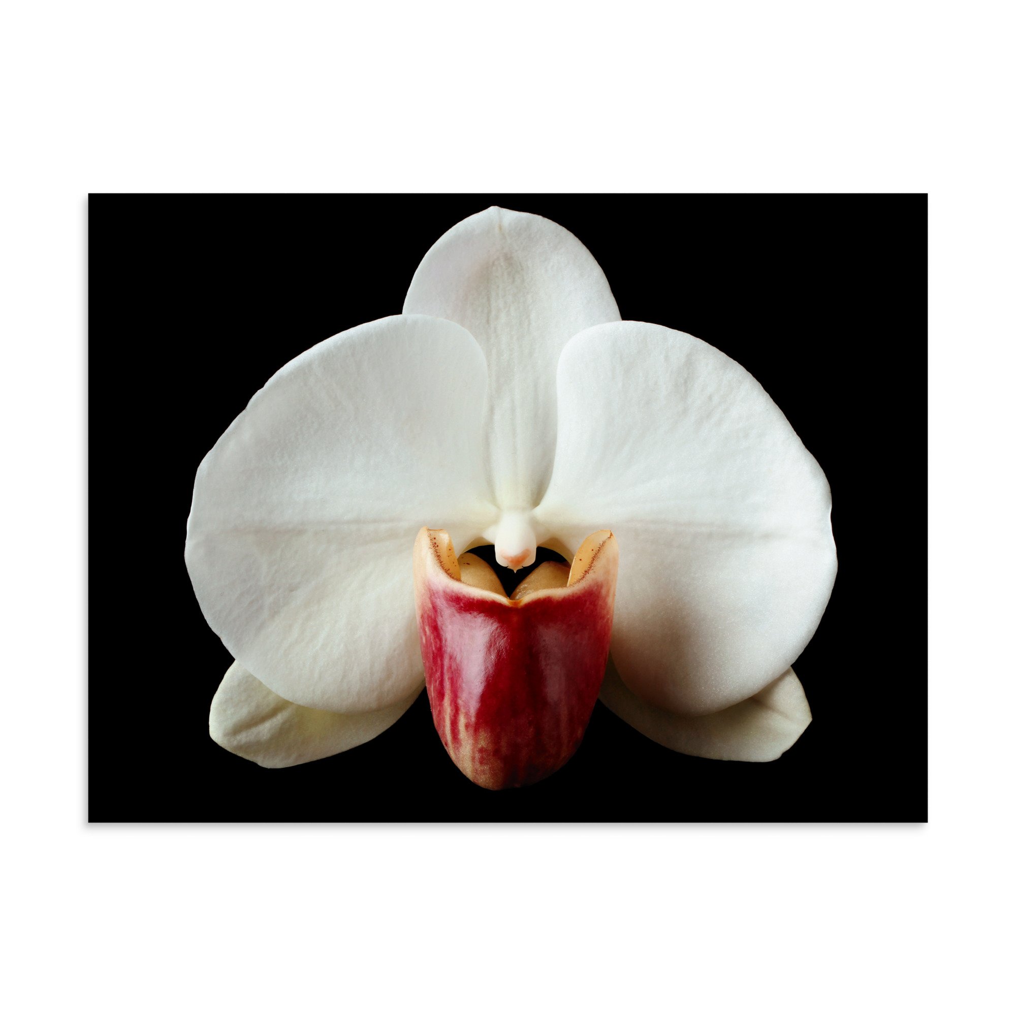 enhanced-matte-paper-poster-(in)-30x40-front-6a813b2f7b384.jpg