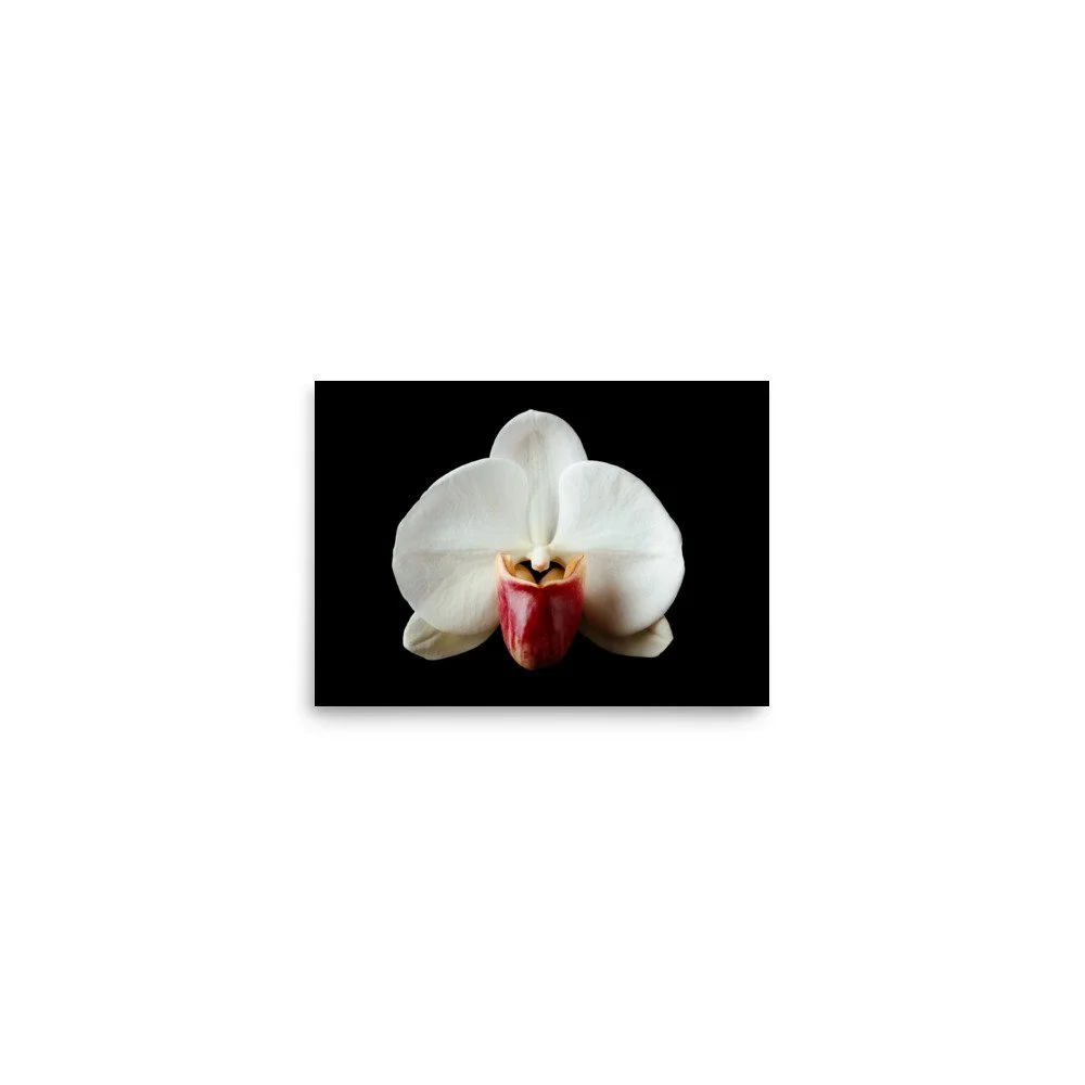enhanced-matte-paper-poster-(in)-5x7-front-6a813b2f7b3a1.jpg
