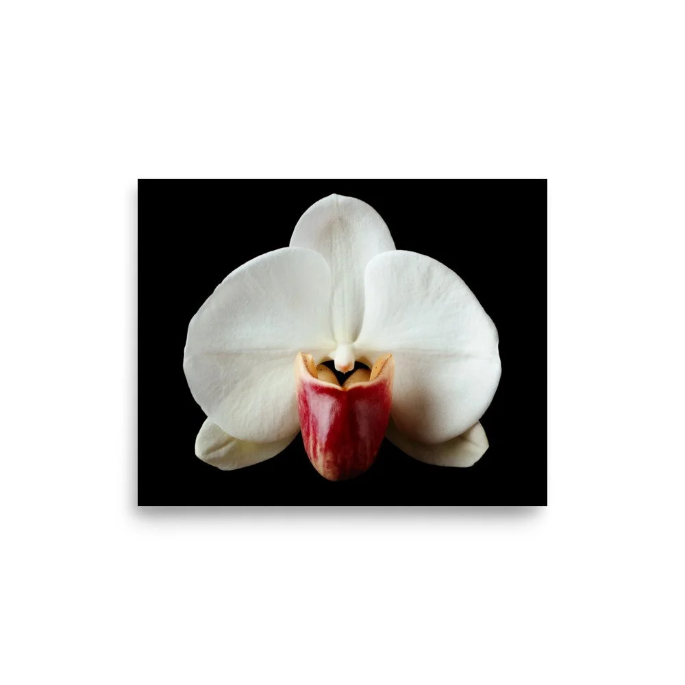 enhanced-matte-paper-poster-(in)-8x10-front-6a813b2f7b3da.jpg