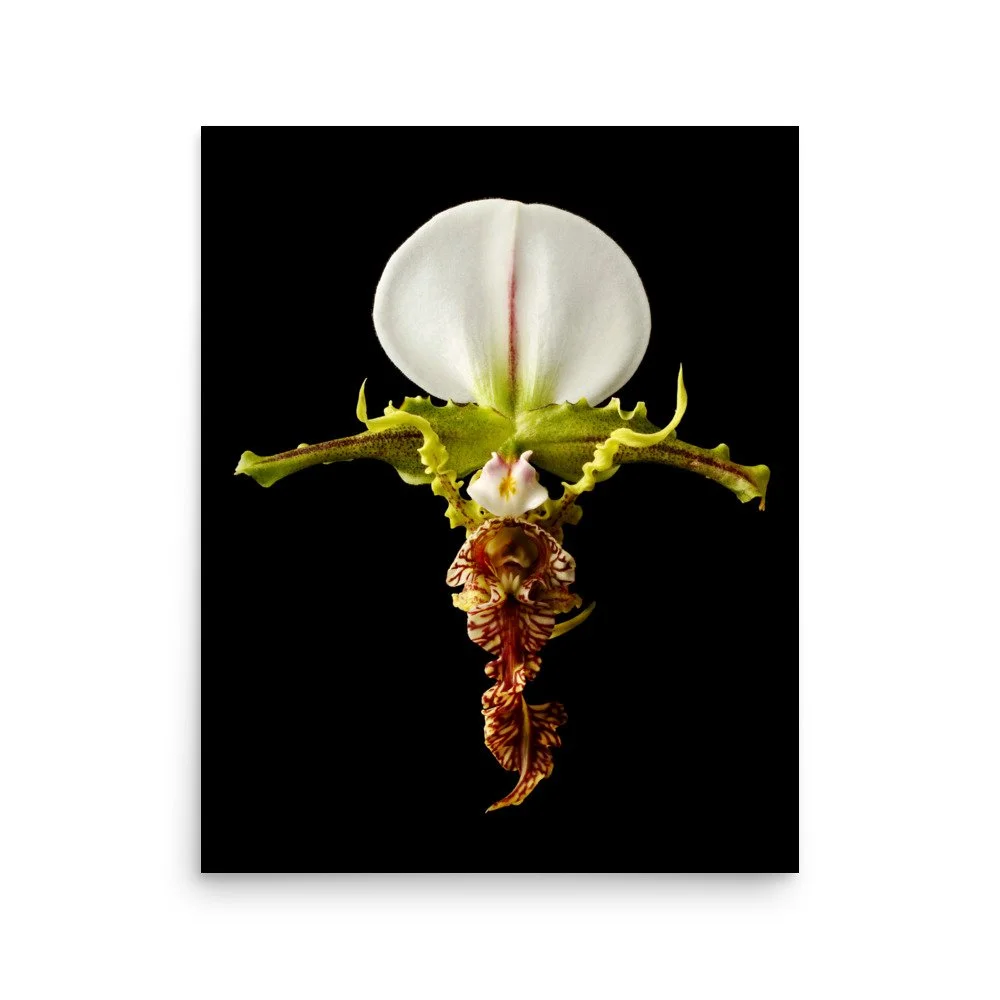 enhanced-matte-paper-poster-(in)-16x20-front-6a81aaeea65cb.jpg