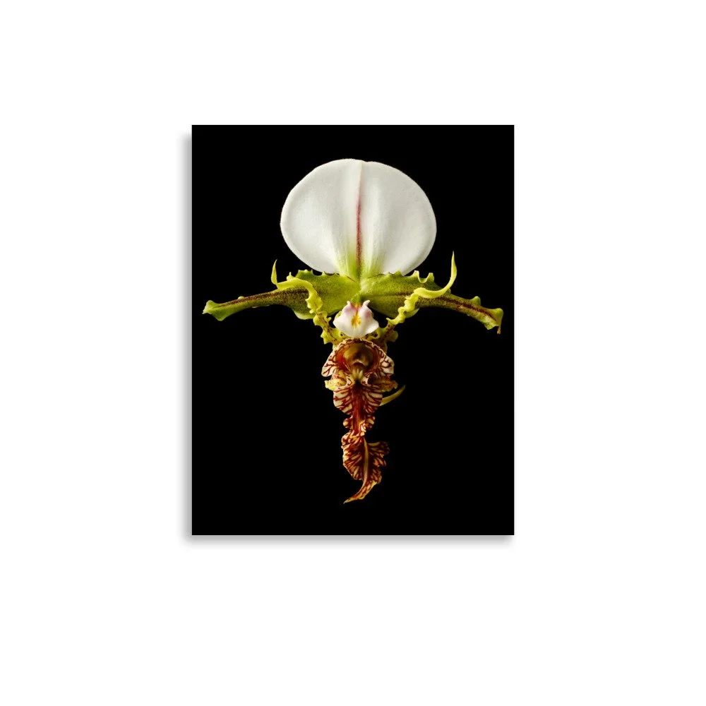 enhanced-matte-paper-poster-(in)-11x14-front-6a81aaeea7068.jpg