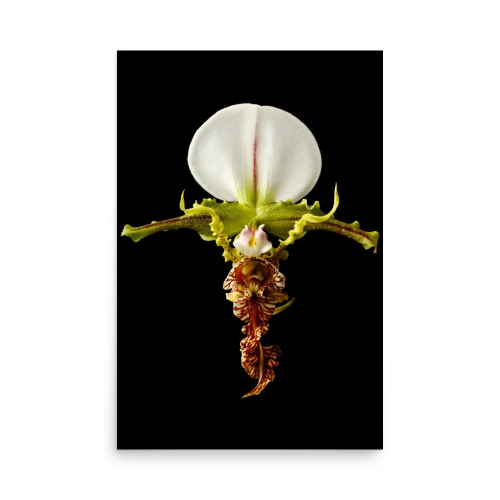enhanced-matte-paper-poster-(in)-24x36-front-6a81aaeea70fb.jpg