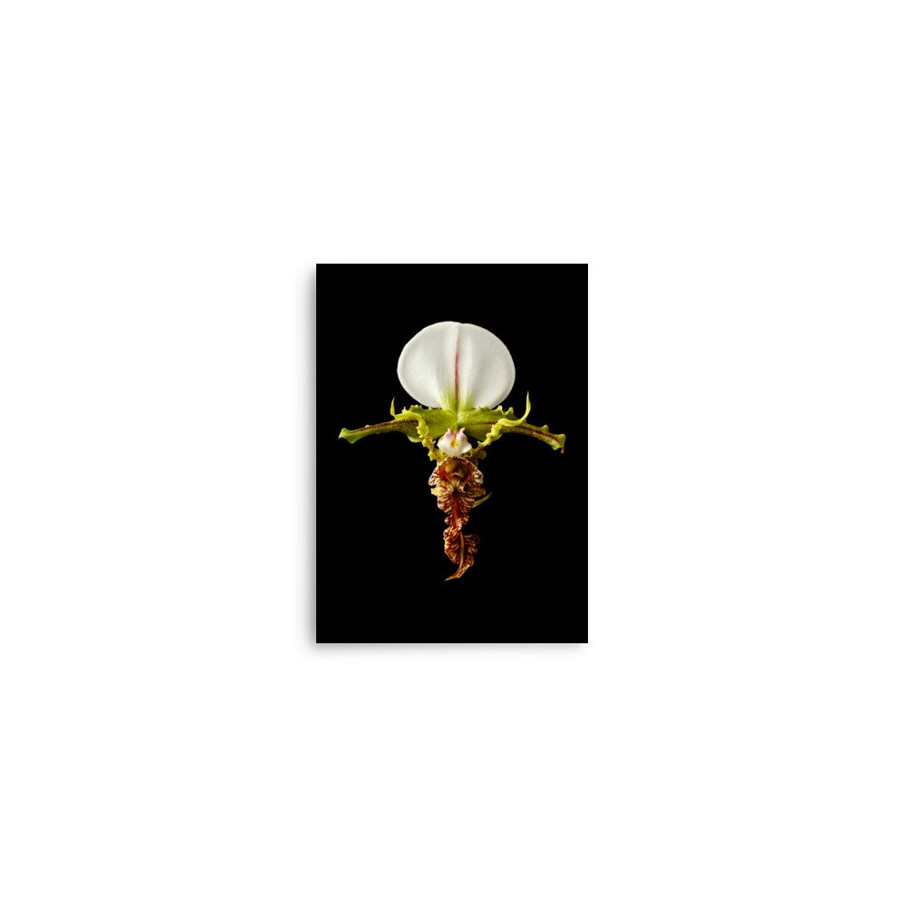 enhanced-matte-paper-poster-(in)-5x7-front-6a81aaeea715f.jpg