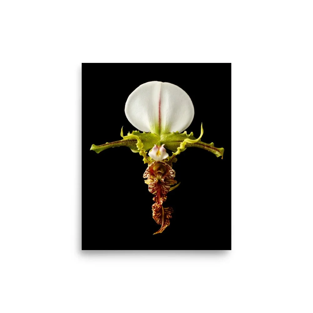 enhanced-matte-paper-poster-(in)-8x10-front-6a81aaeea7193.jpg