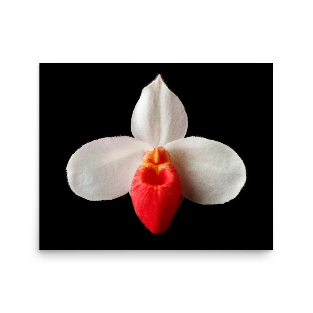 enhanced-matte-paper-poster-(in)-16x20-front-6a81b0bed1e05.jpg