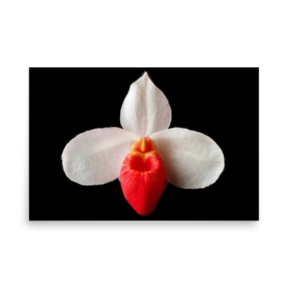 enhanced-matte-paper-poster-(in)-24x36-front-6a81b0bed26f8.jpg