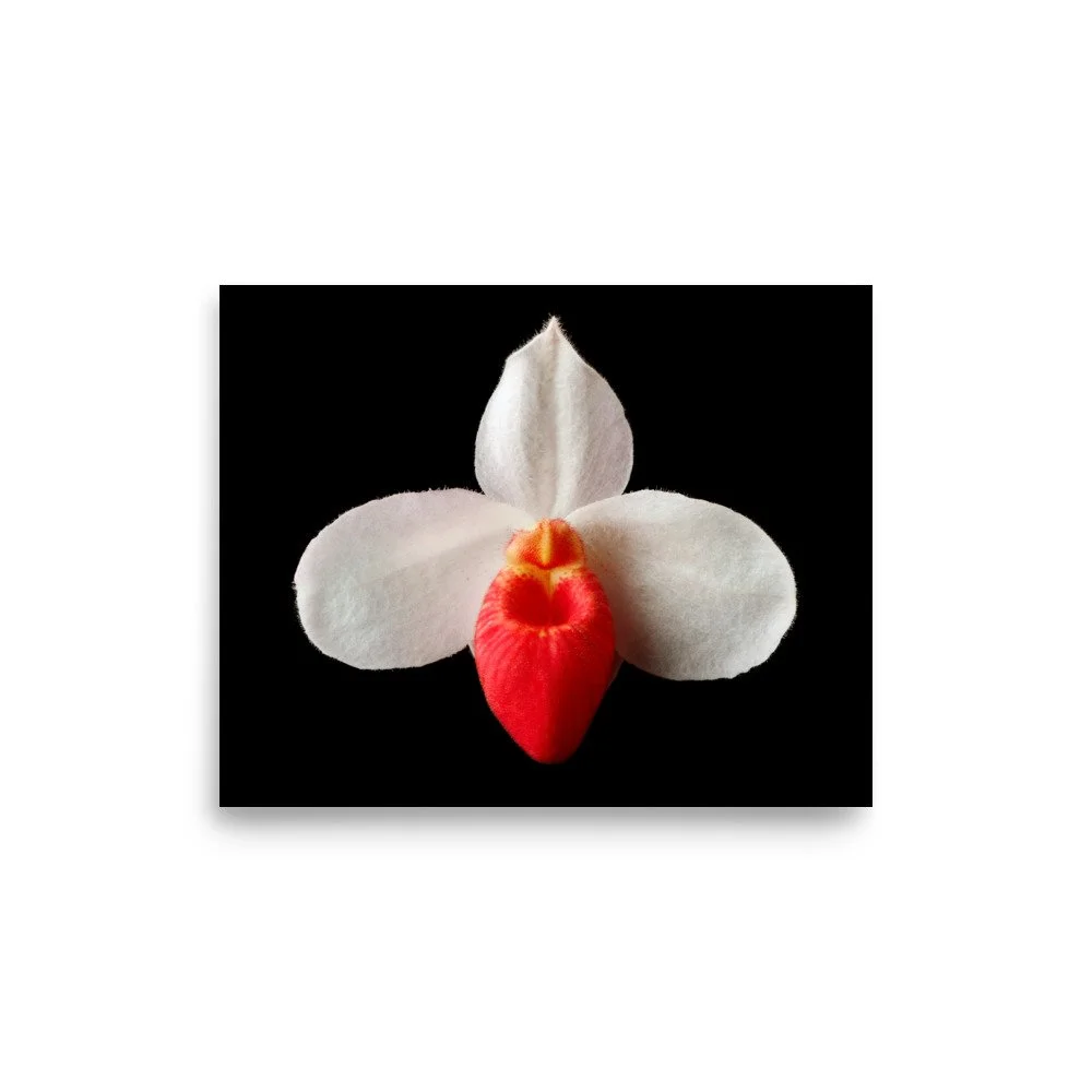 enhanced-matte-paper-poster-(in)-8x10-front-6a81b0bed2794.jpg