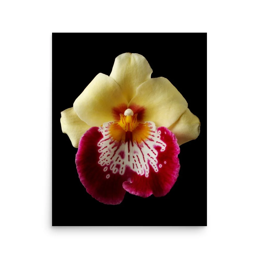 enhanced-matte-paper-poster-(in)-16x20-front-6a81b2aa55001.jpg