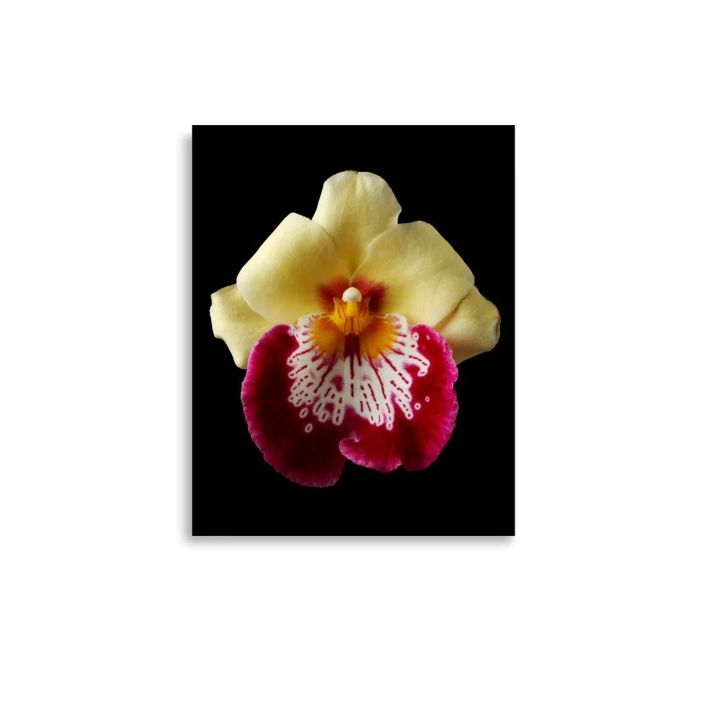 enhanced-matte-paper-poster-(in)-11x14-front-6a81b2aa557fb.jpg