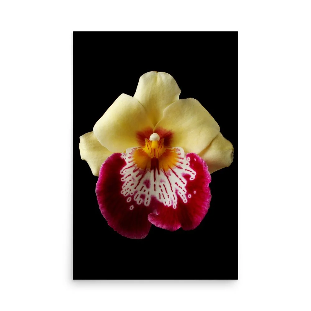 enhanced-matte-paper-poster-(in)-24x36-front-6a81b2aa558a4.jpg