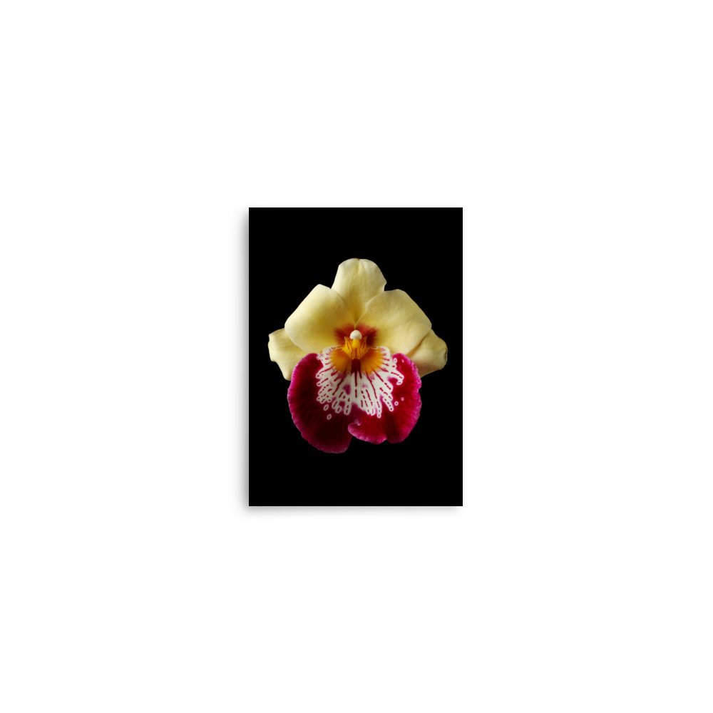 enhanced-matte-paper-poster-(in)-5x7-front-6a81b2aa55910.jpg