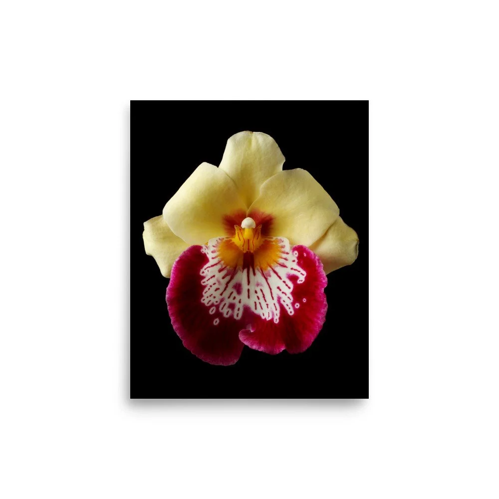 enhanced-matte-paper-poster-(in)-8x10-front-6a81b2aa55948.jpg