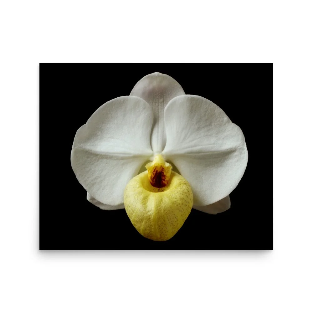 enhanced-matte-paper-poster-(in)-16x20-front-6a81d41d2d74c.jpg