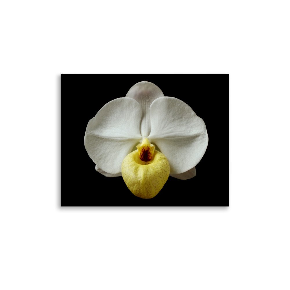 enhanced-matte-paper-poster-(in)-11x14-front-6a81d41d2df19.jpg