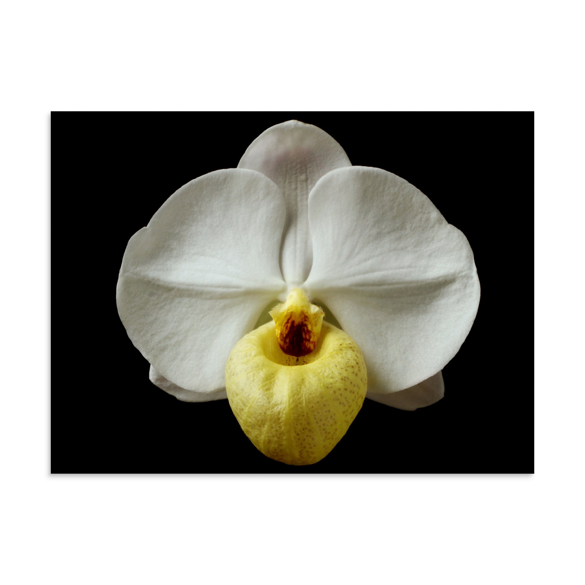enhanced-matte-paper-poster-(in)-30x40-front-6a81d41d2e02d.jpg