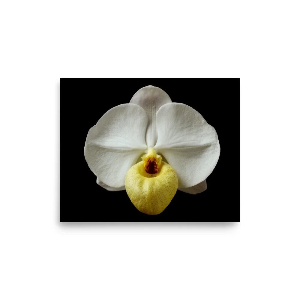 enhanced-matte-paper-poster-(in)-8x10-front-6a81d41d2e0b8.jpg