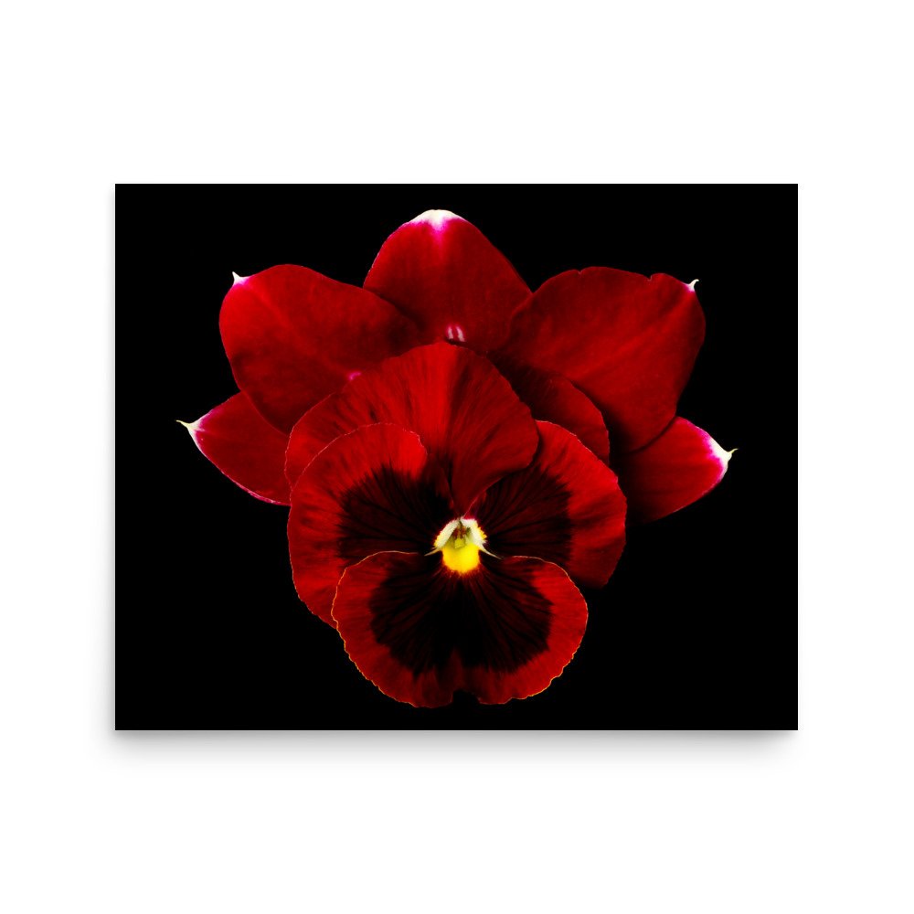 enhanced-matte-paper-poster-(in)-16x20-front-6a81d963ba2be.jpg