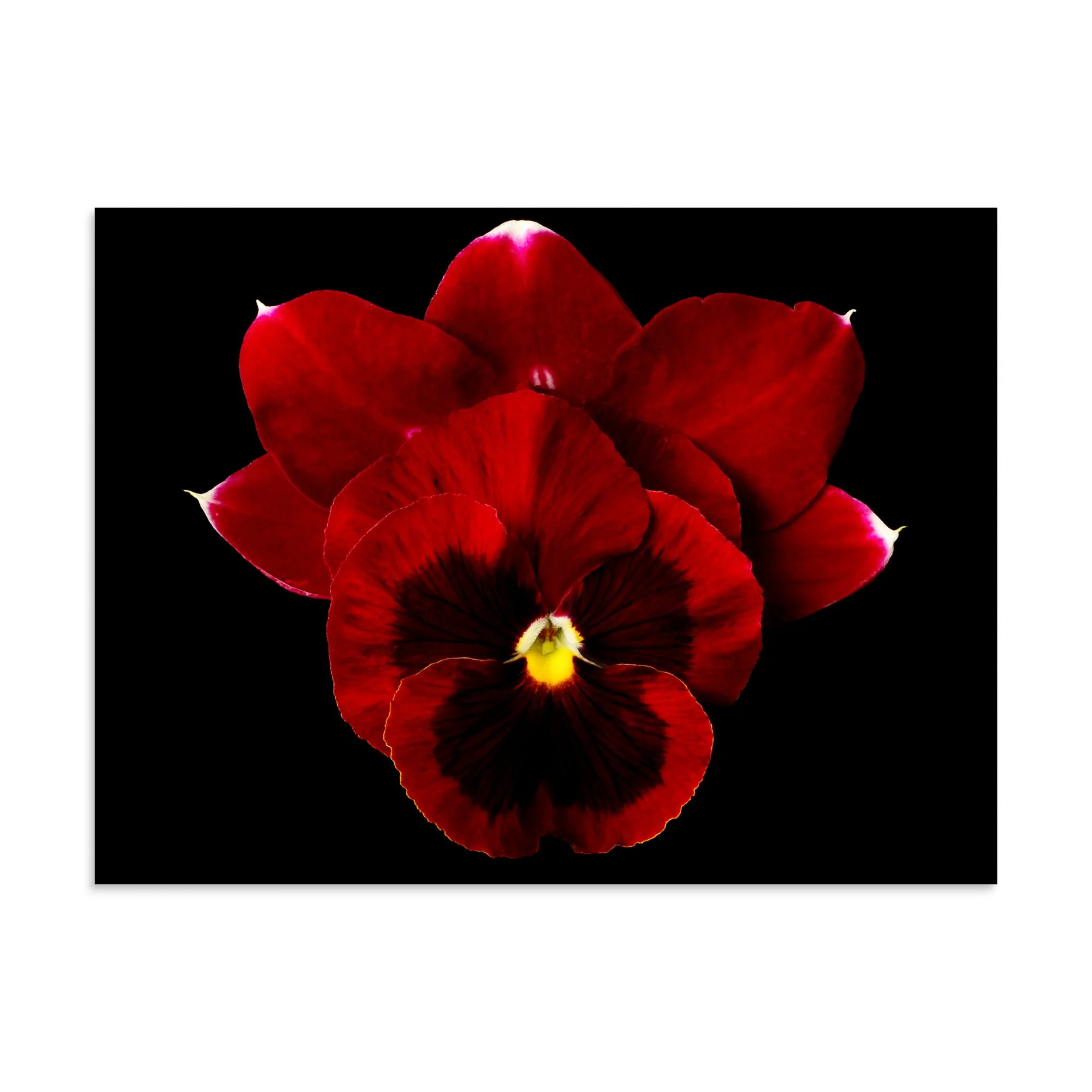 enhanced-matte-paper-poster-(in)-30x40-front-6a81d963baca5.jpg